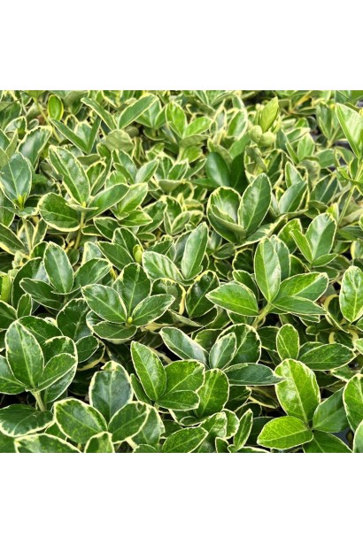 Euonymus Japanese Albomarginatus опис